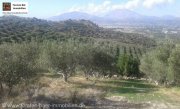 Vori Kreta, Vori Olivenhain 200.000m² mit 2 Gebäuden zu verkaufen Grundstück kaufen